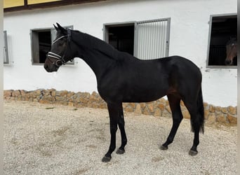 Trakehner, Wallach, 3 Jahre, 168 cm, Dunkelbrauner