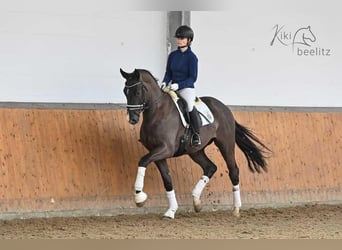 Trakehner, Wallach, 3 Jahre, 168 cm, Dunkelbrauner