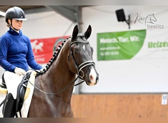 Trakehner, Wallach, 3 Jahre, 168 cm, Dunkelbrauner