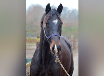 Trakehner, Wallach, 3 Jahre, 168 cm, Dunkelbrauner