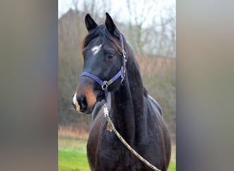Trakehner, Wallach, 3 Jahre, 168 cm, Dunkelbrauner
