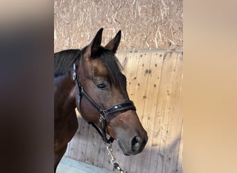 Trakehner, Wallach, 3 Jahre, 168 cm, Dunkelbrauner