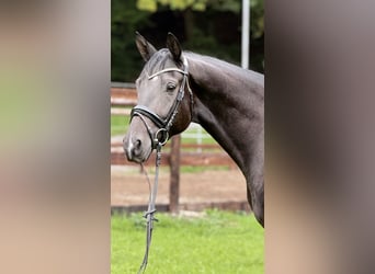 Trakehner, Wallach, 3 Jahre, 168 cm, Schwarzbrauner
