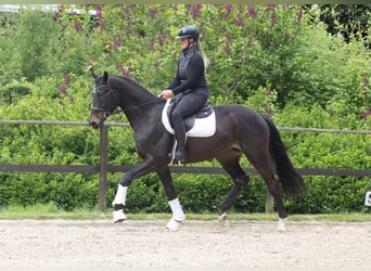 Trakehner, Wallach, 3 Jahre, 168 cm, Schwarzbrauner