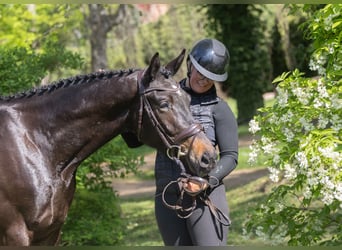 Trakehner, Wallach, 3 Jahre, 168 cm, Schwarzbrauner