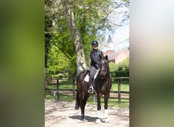 Trakehner, Wallach, 3 Jahre, 168 cm, Schwarzbrauner