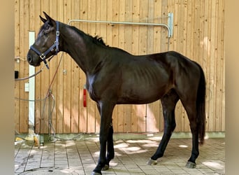 Trakehner, Wallach, 3 Jahre, 168 cm, Schwarzbrauner