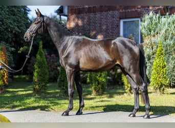 Trakehner, Wallach, 3 Jahre, 169 cm, Dunkelbrauner