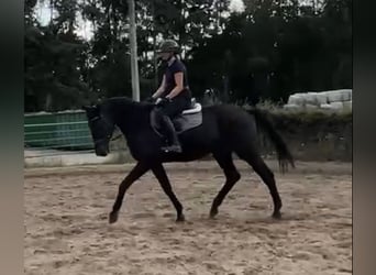 Trakehner, Wallach, 3 Jahre, 169 cm, Rappe