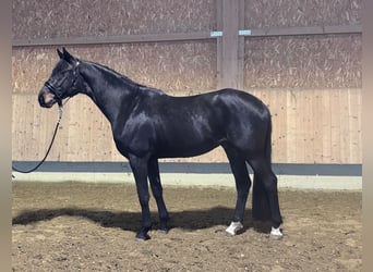 Trakehner, Wallach, 3 Jahre, 169 cm, Schwarzbrauner