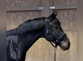 Trakehner, Wallach, 3 Jahre, 169 cm, Schwarzbrauner