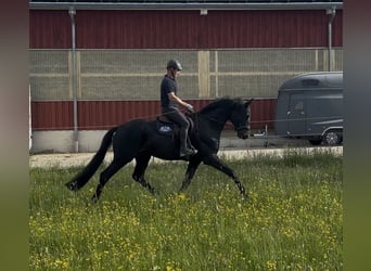 Trakehner, Wallach, 3 Jahre, 169 cm, Schwarzbrauner
