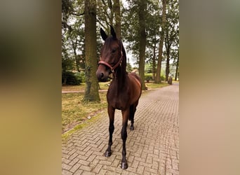 Trakehner, Wallach, 3 Jahre, 170 cm, Brauner
