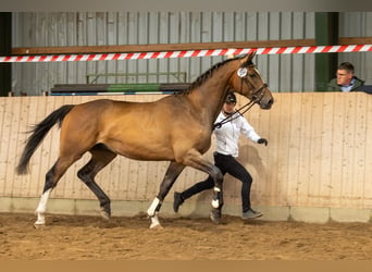 Trakehner, Wallach, 3 Jahre, 170 cm, Brauner