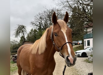 Trakehner, Wallach, 3 Jahre, 170 cm, Fuchs