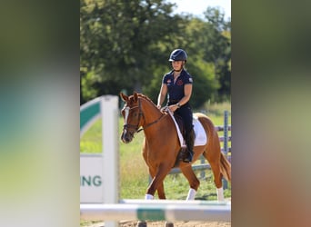 Trakehner, Wallach, 3 Jahre, 170 cm, Fuchs