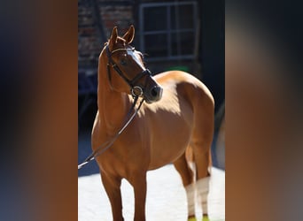 Trakehner, Wallach, 3 Jahre, 170 cm, Fuchs