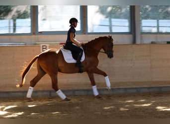 Trakehner, Wallach, 3 Jahre, 170 cm, Fuchs