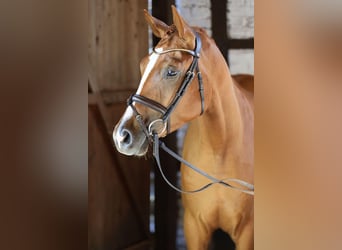 Trakehner, Wallach, 3 Jahre, 170 cm, Fuchs