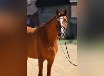 Trakehner, Wallach, 3 Jahre, 170 cm, Fuchs