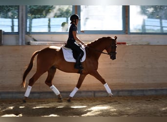 Trakehner, Wallach, 3 Jahre, 170 cm, Fuchs
