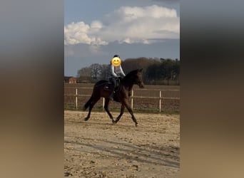 Trakehner, Wallach, 3 Jahre, 171 cm, Brauner