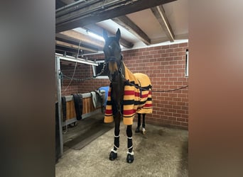 Trakehner, Wallach, 3 Jahre, 171 cm, Brauner