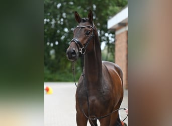 Trakehner, Wallach, 3 Jahre, 172 cm, Dunkelbrauner