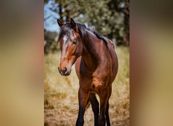 Trakehner, Wallach, 3 Jahre, 172 cm, Dunkelbrauner