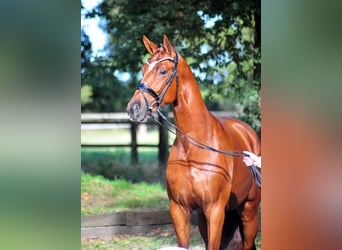 Trakehner, Wallach, 3 Jahre, 172 cm, Fuchs
