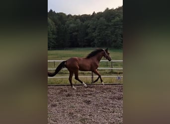 Trakehner, Wallach, 3 Jahre, 173 cm, Brauner
