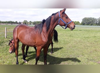 Trakehner, Wallach, 3 Jahre, 174 cm, Dunkelbrauner
