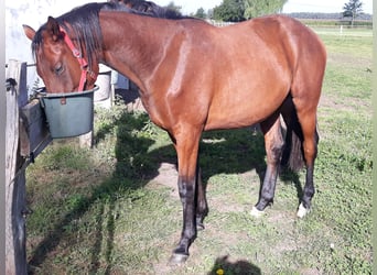 Trakehner, Wallach, 3 Jahre, 174 cm, Dunkelbrauner