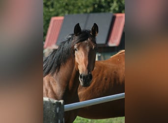 Trakehner, Wallach, 3 Jahre, Dunkelbrauner