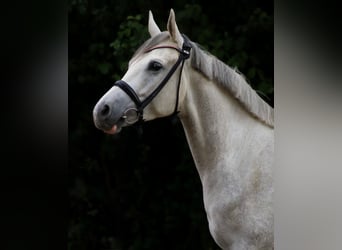 Trakehner, Wallach, 4 Jahre, 154 cm, Schimmel
