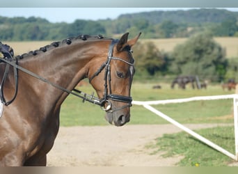 Trakehner, Wallach, 4 Jahre, 158 cm, Brauner