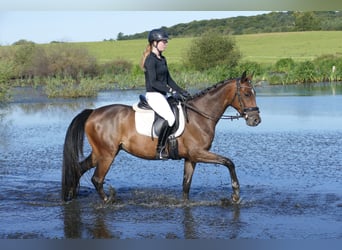 Trakehner, Wallach, 4 Jahre, 158 cm, Brauner