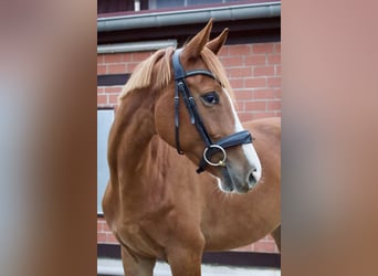 Trakehner, Wallach, 4 Jahre, 160 cm, Fuchs