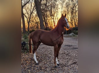 Trakehner, Wallach, 4 Jahre, 160 cm, Fuchs