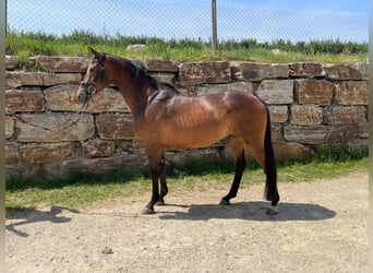 Trakehner, Wallach, 4 Jahre, 161 cm, Brauner