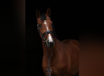 Trakehner, Wallach, 4 Jahre, 161 cm, Brauner