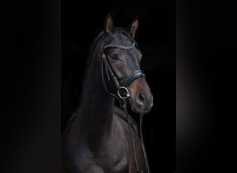 Trakehner, Wallach, 4 Jahre, 161 cm, Dunkelbrauner