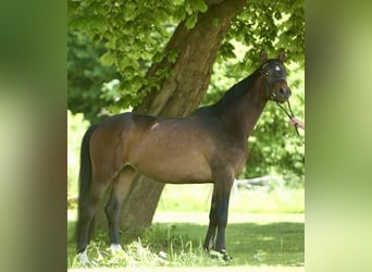 Trakehner, Wallach, 4 Jahre, 162 cm, Dunkelbrauner