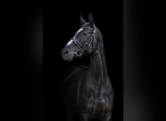 Trakehner, Wallach, 4 Jahre, 162 cm, Rappe