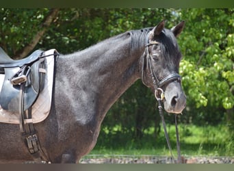 Trakehner, Wallach, 4 Jahre, 162 cm, Rappschimmel