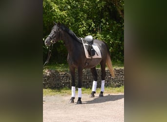 Trakehner, Wallach, 4 Jahre, 162 cm, Rappschimmel