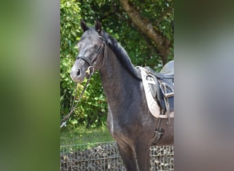 Trakehner, Wallach, 4 Jahre, 162 cm, Rappschimmel
