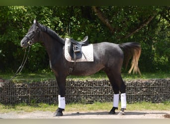 Trakehner, Wallach, 4 Jahre, 162 cm, Rappschimmel