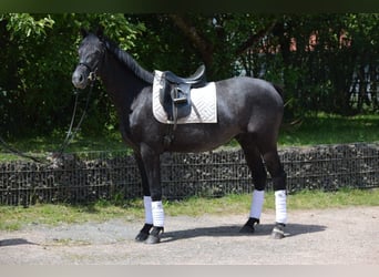 Trakehner, Wallach, 4 Jahre, 162 cm, Rappschimmel