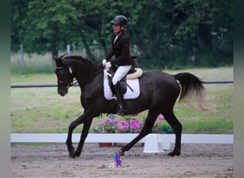 Trakehner, Wallach, 4 Jahre, 162 cm, Rappschimmel